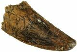 Serrated, Raptor Tooth - Real Dinosaur Tooth #234879-1